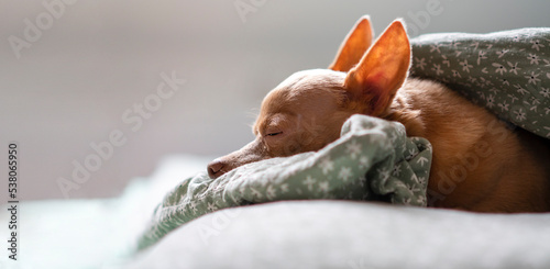 Brown purebred toy terrier dog lying under blanket side view with copy space. © Barillo_Picture