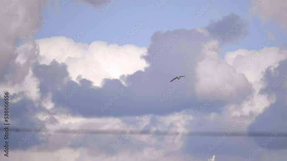 Tracking Shot of Bird Flying in Urban Environment. Slow Motion. Tracking Shot of Bird Flying in Urban Environment. Slow Motion.