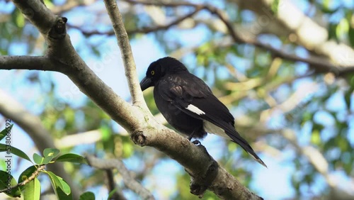 Crowlike bird, pied currawong, strepera graculina with distinctive yellow irises perching on the swaying tree branch under beautiful sunlight with summer breeze, selective focus close up shot. photo
