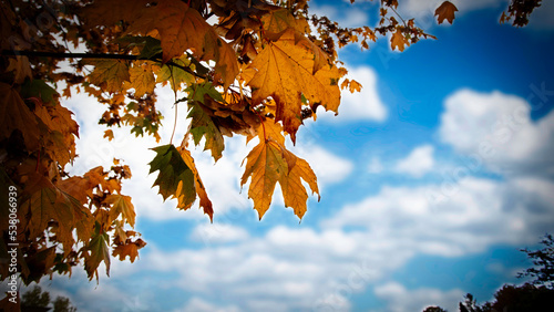 autumn leaves against sky