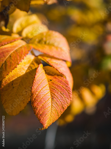 Bright yellow-orange soft autumn leaves of wild rosehip. vertically. Copy space.