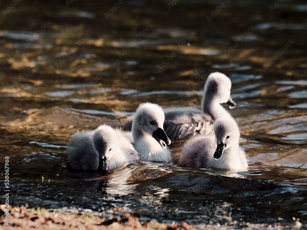Fototapeta premium baby swans
