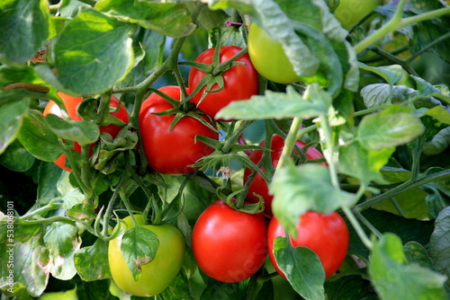 Ripe red tomato plant growing in farm greenhouse. Ripe natural tomatoes growing on a branch in a greenhouse