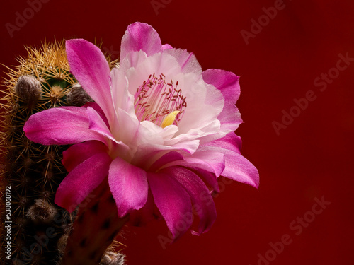 rare cactus flower on red background