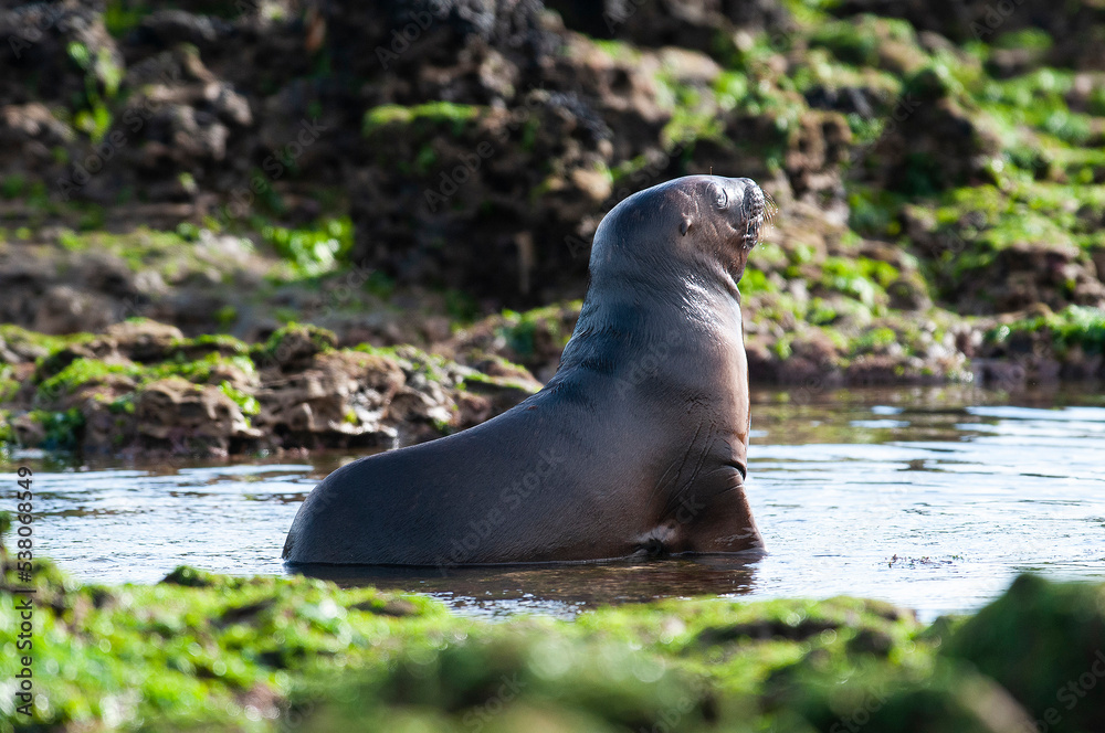 Naklejka premium Sea Lion baby, Peninsula Valdes, Unesco World Heritage Site,Patagonia, Argentina