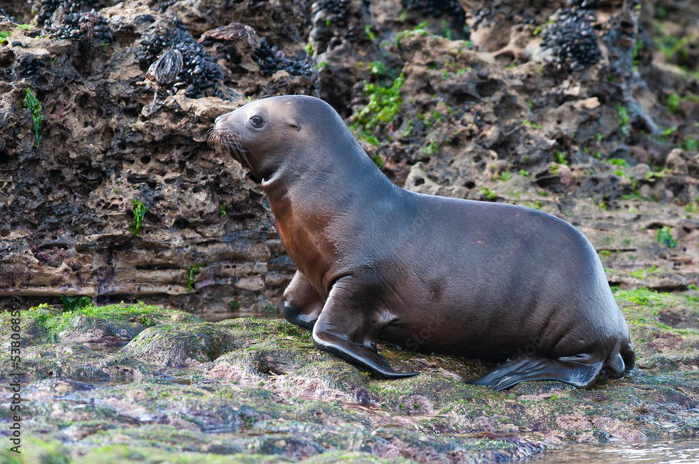 Fototapeta premium Sea Lion baby, Peninsula Valdes, Unesco World Heritage Site,Patagonia, Argentina