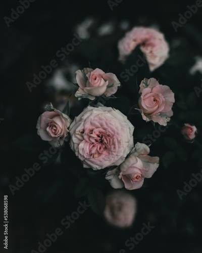 roses on black background