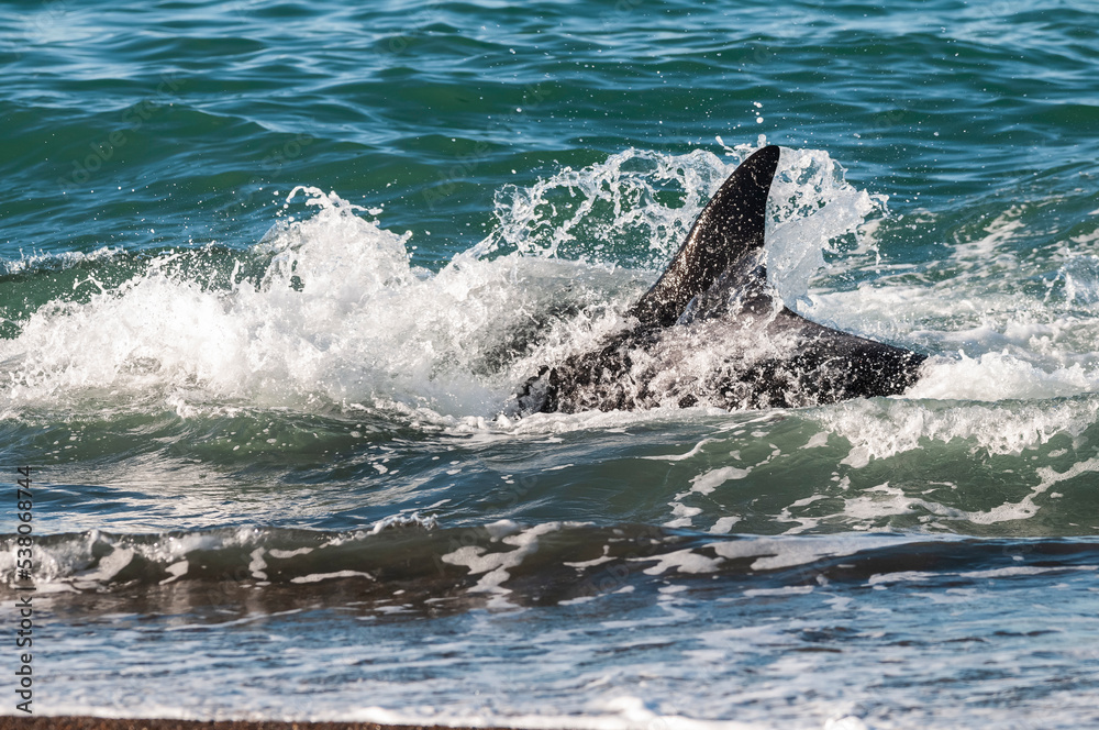 Obraz premium Killer whale hunting sea lions on the paragonian coast, Patagonia, Argentina