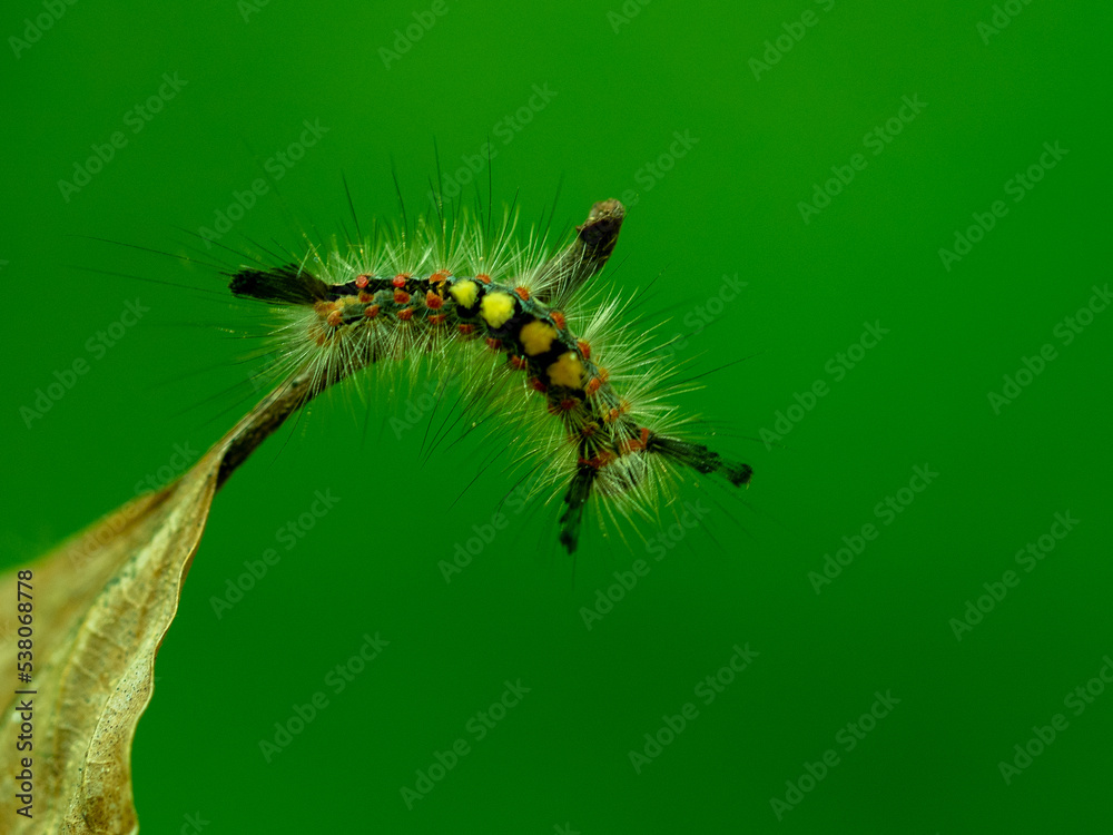 colorful caterpillar on leaf