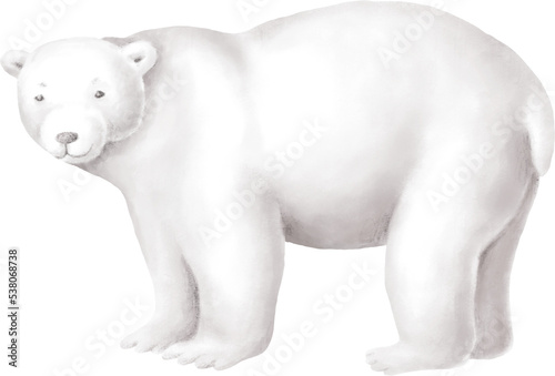 Polar bear character illustration