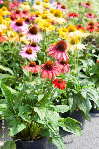 Coneflowers echinacea in a variety of colors insect friendly long flowering perennials ideal bee friendly and alternative medicine plant for naturalistic gardens