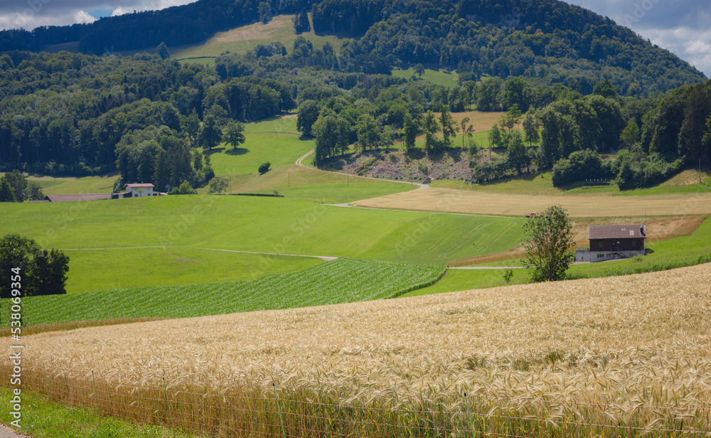 Gold wheat field and green hill. Roggenburg, Switzerland. Beauty world.