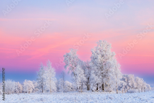 Fototapeta Hoarfrost on the trees and a colorful sky