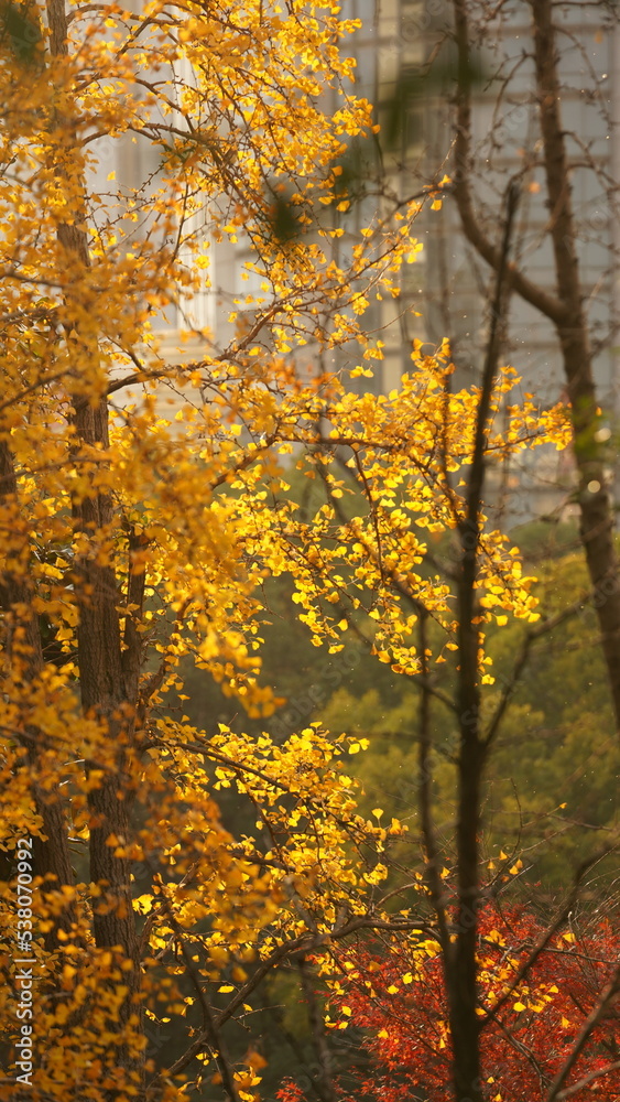 The beautiful autumn view with the colorful leaves on the tree in the city