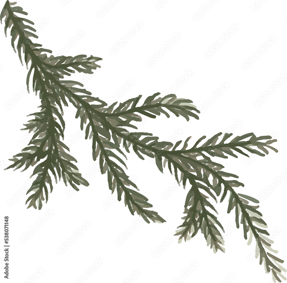 Watercolor spruce branch Watercolor spruce branch