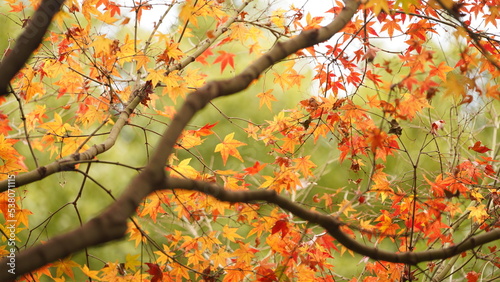 The beautiful autumn view with the colorful leaves on the tree in the city