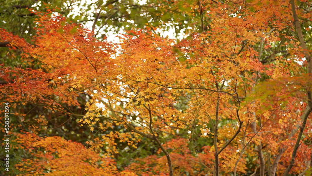 The beautiful autumn view with the colorful leaves on the tree in the city The beautiful autumn view with the colorful leaves on the tree in the city