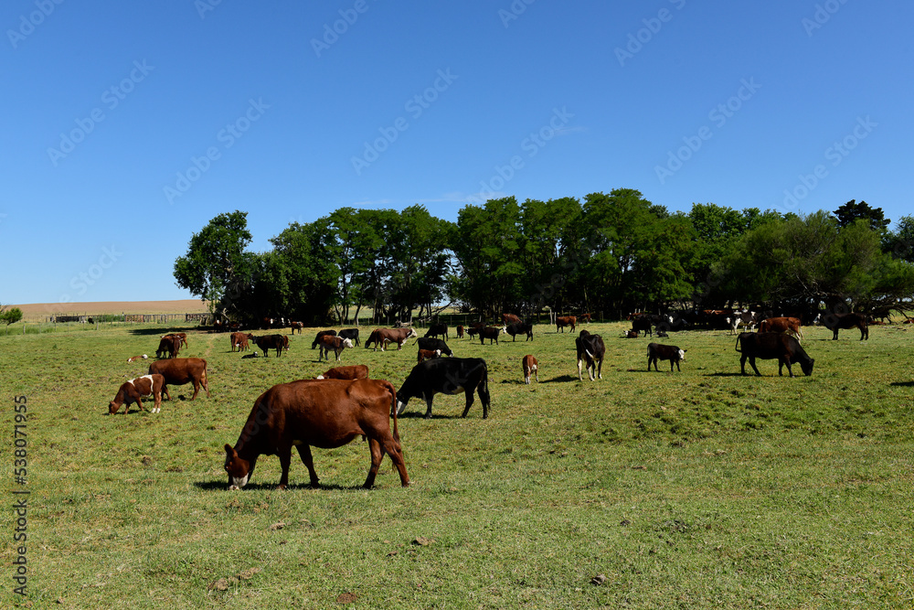 Cattle raising with natural pastures in Pampas countryside, La Pampa Province,Patagonia, Argentina. Cattle raising with natural pastures in Pampas countryside, La Pampa Province,Patagonia, Argentina.