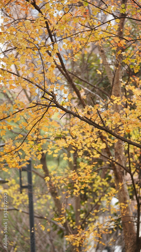The beautiful autumn view with the colorful leaves on the tree in the city The beautiful autumn view with the colorful leaves on the tree in the city