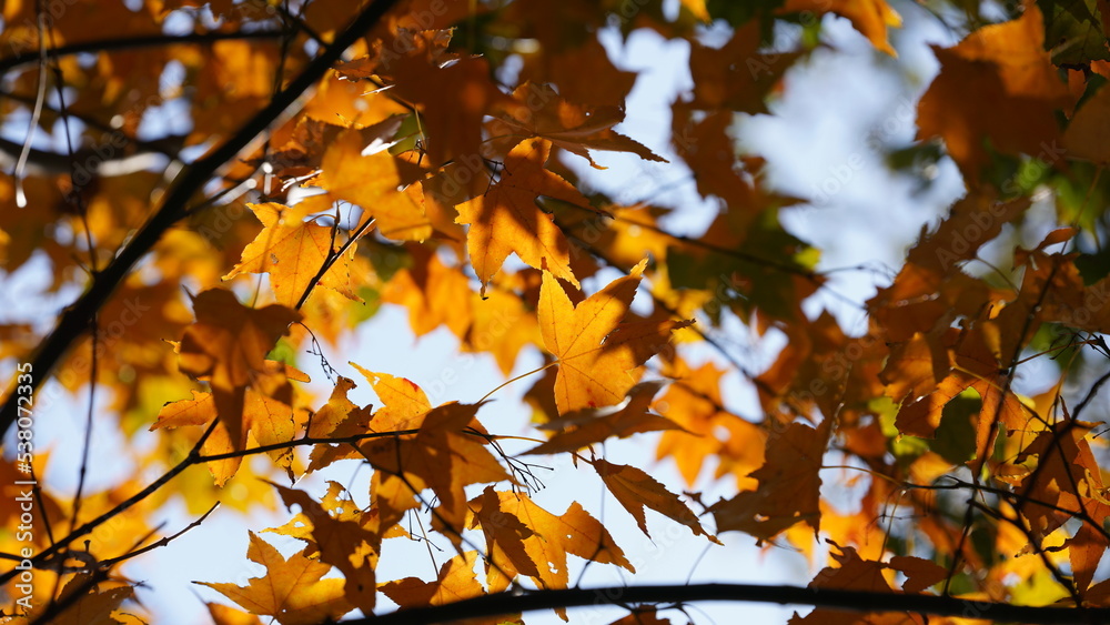 The beautiful autumn view with the colorful leaves on the tree in the city The beautiful autumn view with the colorful leaves on the tree in the city