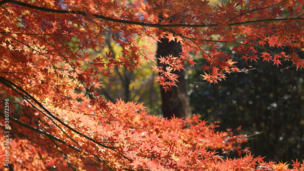 The beautiful autumn view with the colorful leaves on the tree in the city The beautiful autumn view with the colorful leaves on the tree in the city
