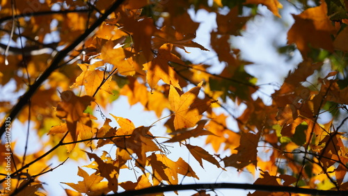 The beautiful autumn view with the colorful leaves on the tree in the city