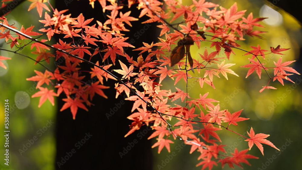 The beautiful autumn view with the colorful leaves on the tree in the city The beautiful autumn view with the colorful leaves on the tree in the city