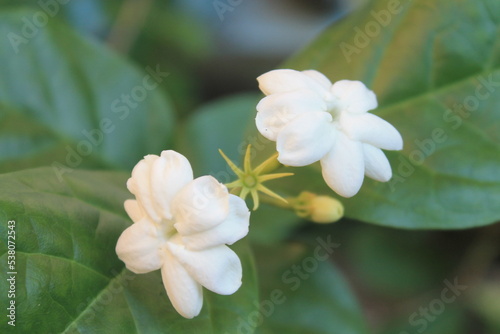 Jasmine flower partially blooming background blur
