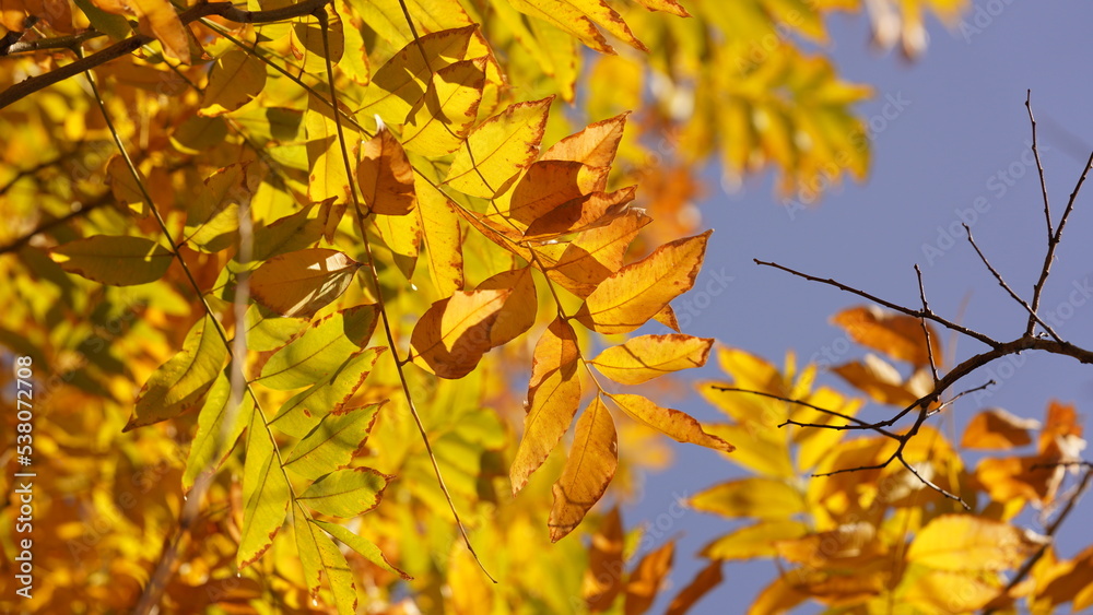 The beautiful autumn view with the colorful leaves on the tree in the city The beautiful autumn view with the colorful leaves on the tree in the city
