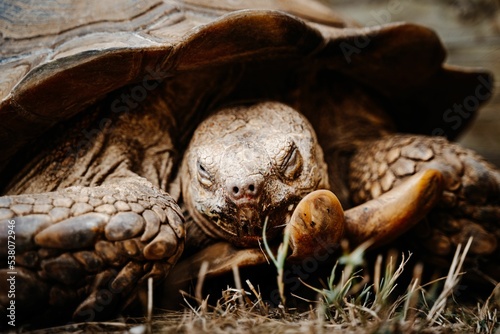 Closeup of a Floreana giant tortoise on the grass photo