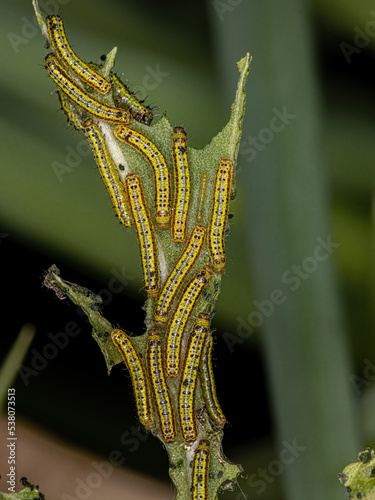 Great Southern White Butterfly Caterpillar photo