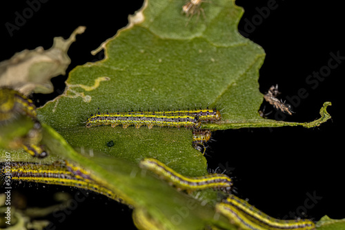 Great Southern White Butterfly Caterpillar photo