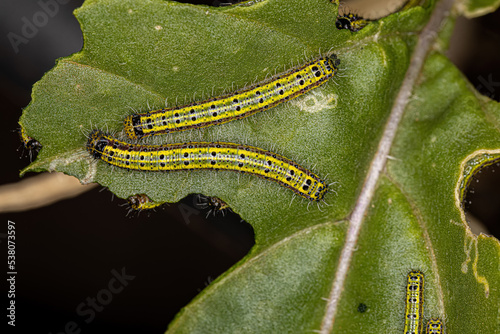 Great Southern White Butterfly Caterpillar photo