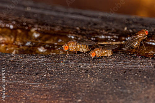 Adult Small Fruit Fly photo