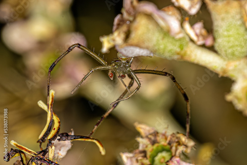 Adult Male Crab Spider photo