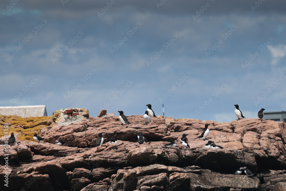 Puffin Rookery on Egg Rock in Maine