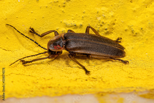 Adult Firefly Beetle photo