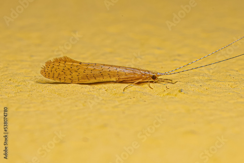 Adult Caddisfly Insect photo