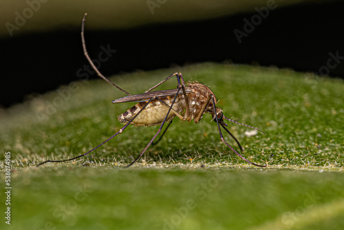 Adult Female Southern House Mosquito Insect photo