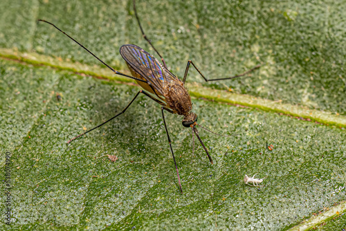 Adult Female Southern House Mosquito Insect photo