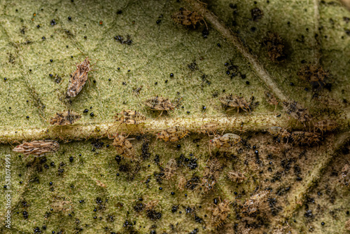 Small Lace Bug Nymphs and Adults photo