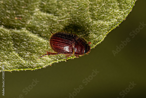 Small Adult Scarabaeiform Beetle photo