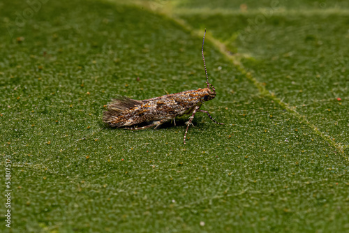 Adult Twirler Moth photo