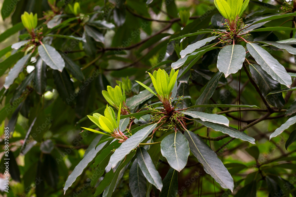 Young magnolia leaves on a branch. Magnolia grandiflora, commonly known as the southern magnolia or bull bay Young magnolia leaves on a branch. Magnolia grandiflora, commonly known as the southern magnolia or bull bay