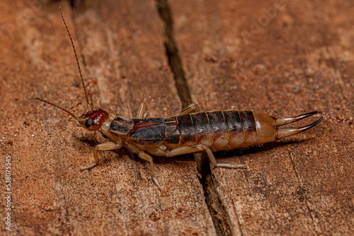 Adult Shore Earwig photo