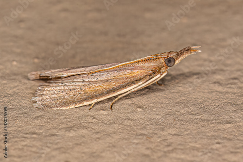 Adult Pyralid Snout Moth photo