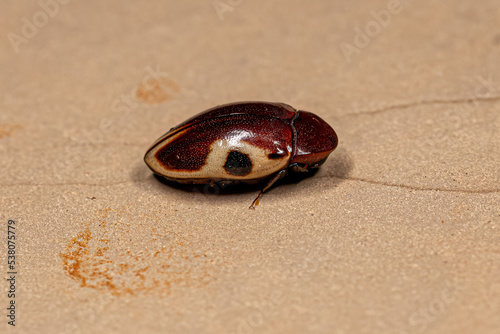 Adult Turtle Beetle photo