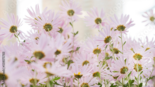 Argyranthemum pink flowers (silver bush flower) 91 © Hennadii Havrylko