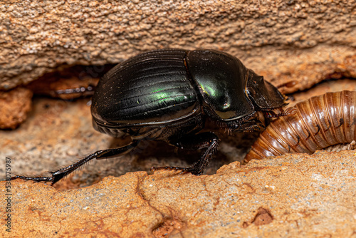 Adult Small Dung Beetle photo