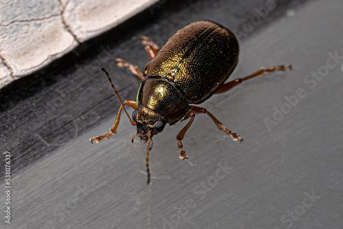 Adult Leaf Beetle photo